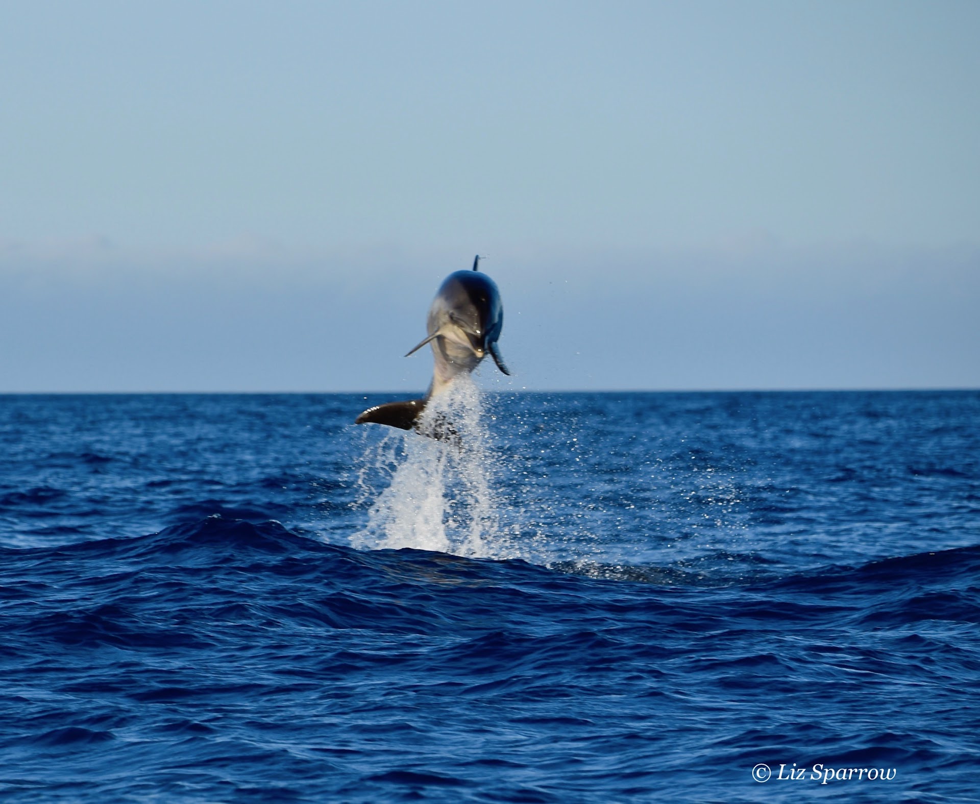 Whale Watching Órzola photo 4