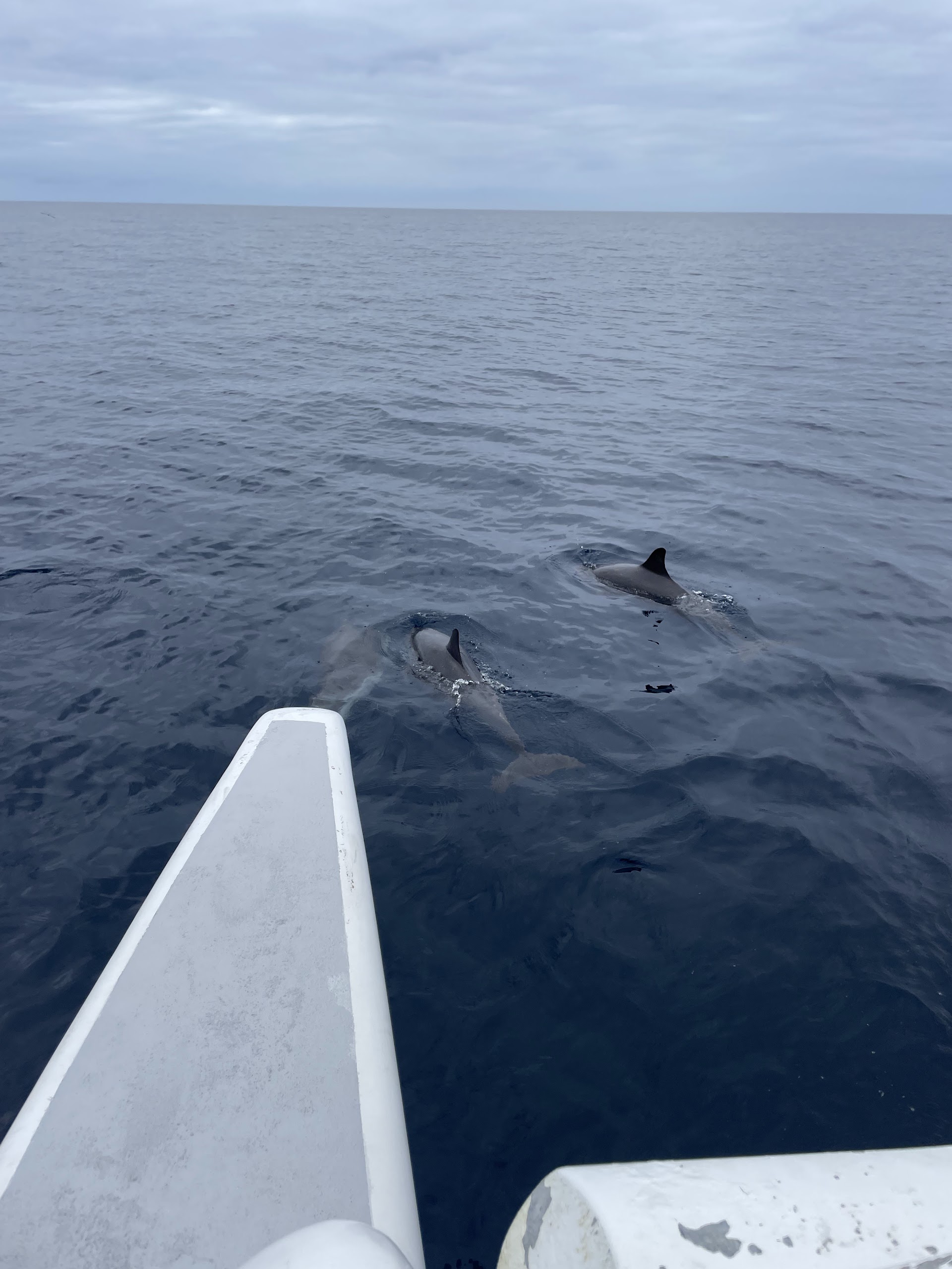 Whale Watching Órzola photo 5