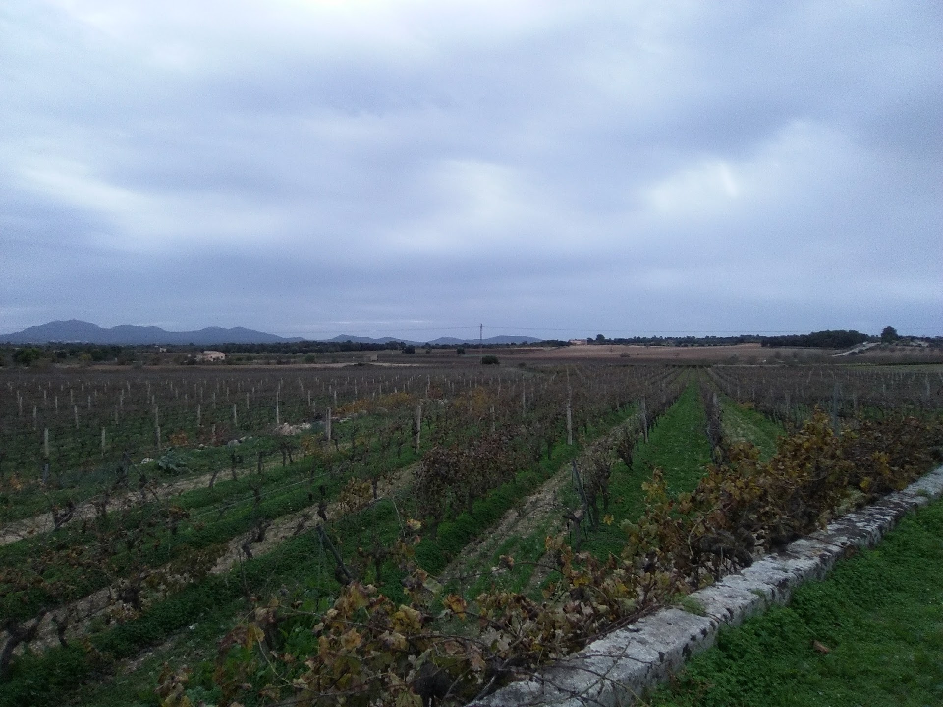 Wine Tasting in Cala Mesquida photo 4