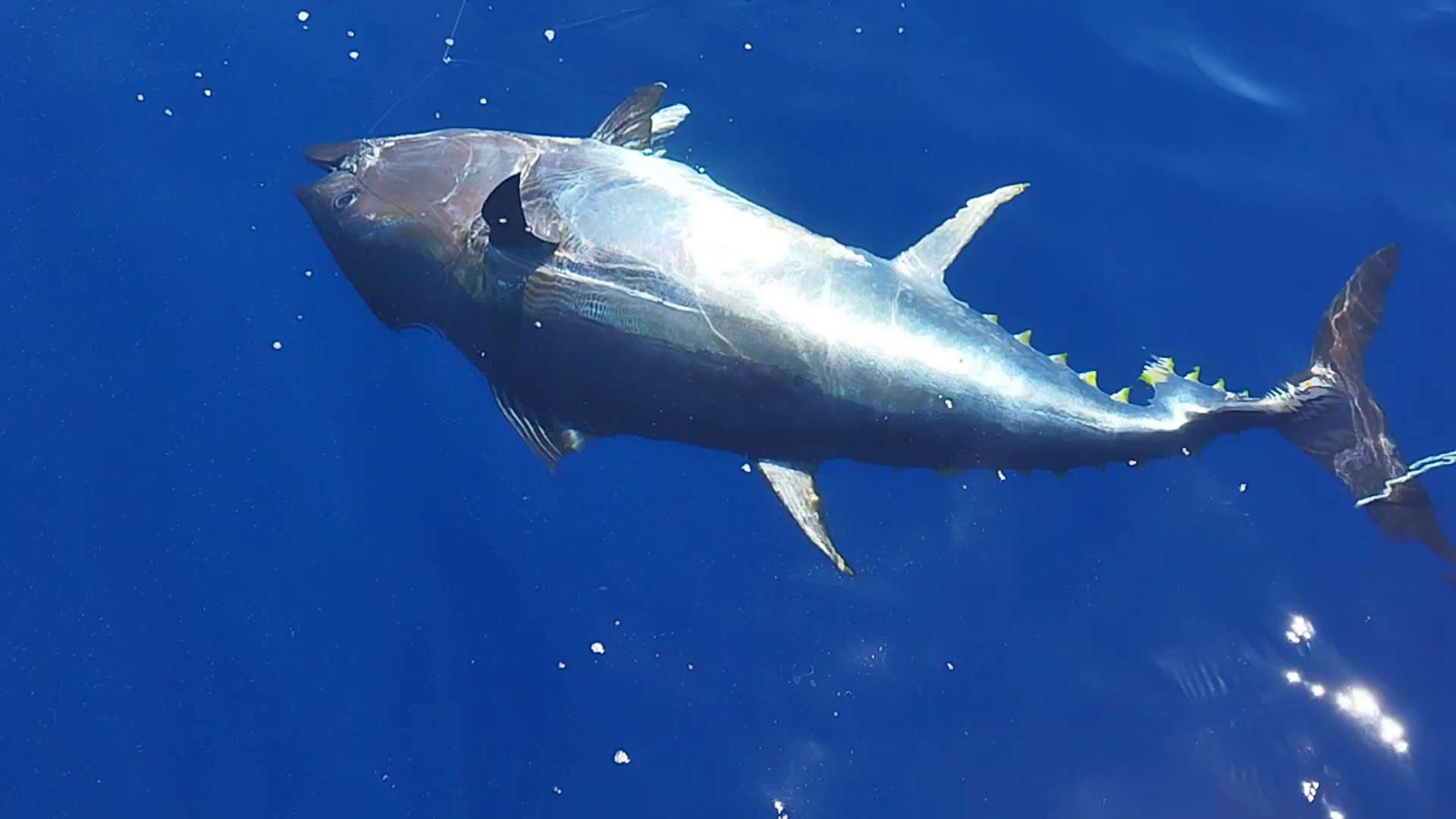 Fishing Charter in Cala Vinyes photo 3
