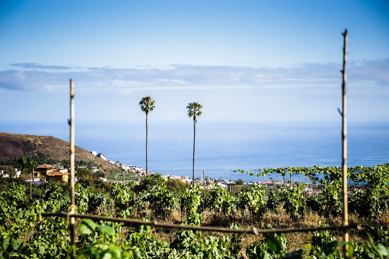 Finca Marañuela / Bodega Ecológica y Vinos Naturales en Tenerife
