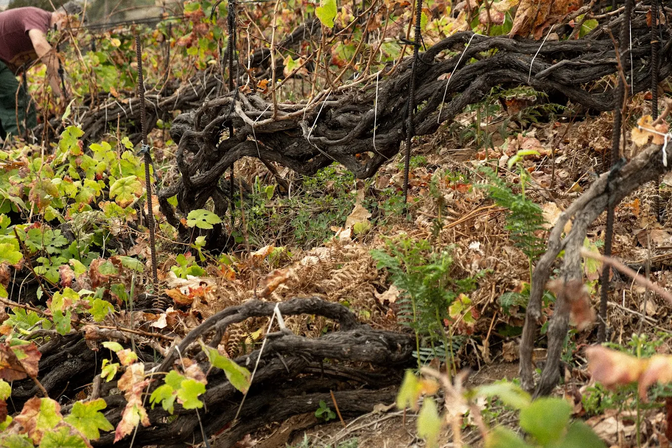 Wine Tasting in Santa Cruz photo 4