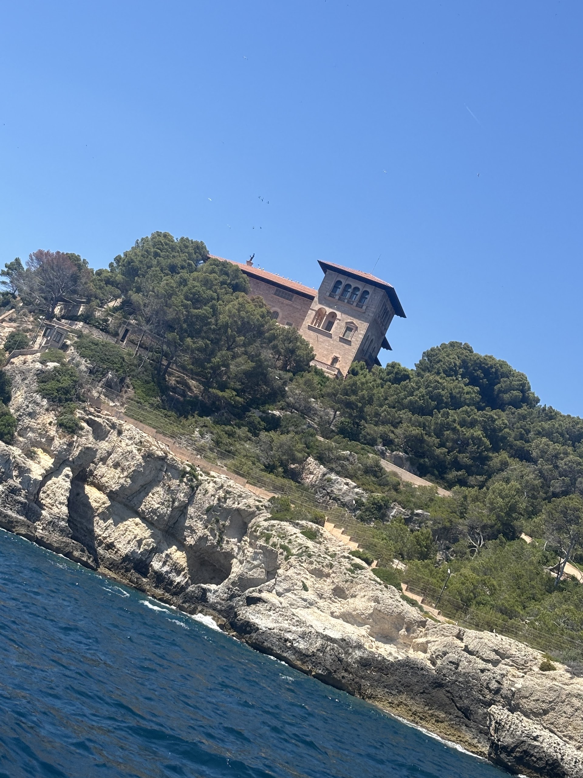 Dolphin Watching in Cala Major photo 2