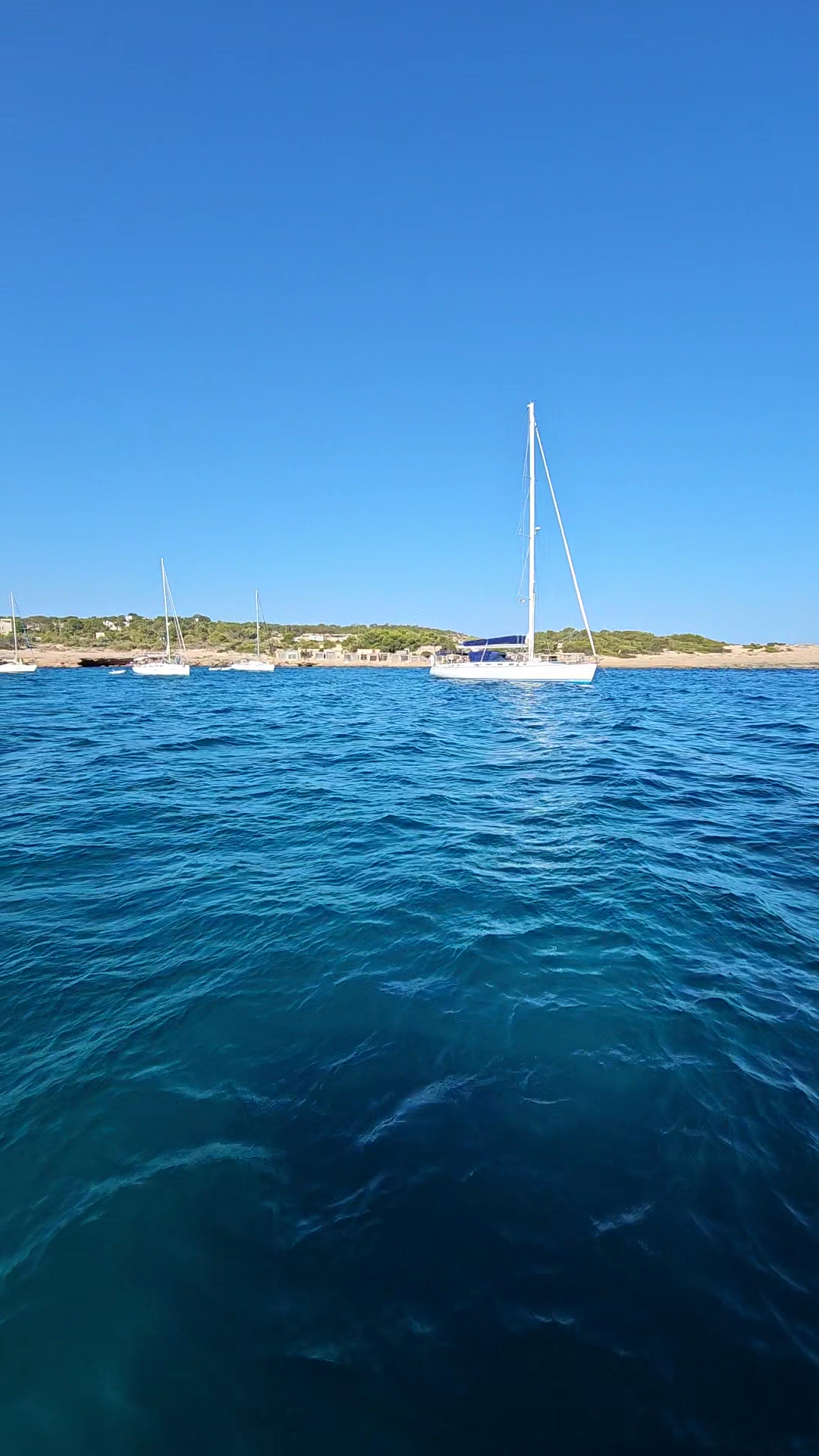 Whale Watching in San Antonio photo 3