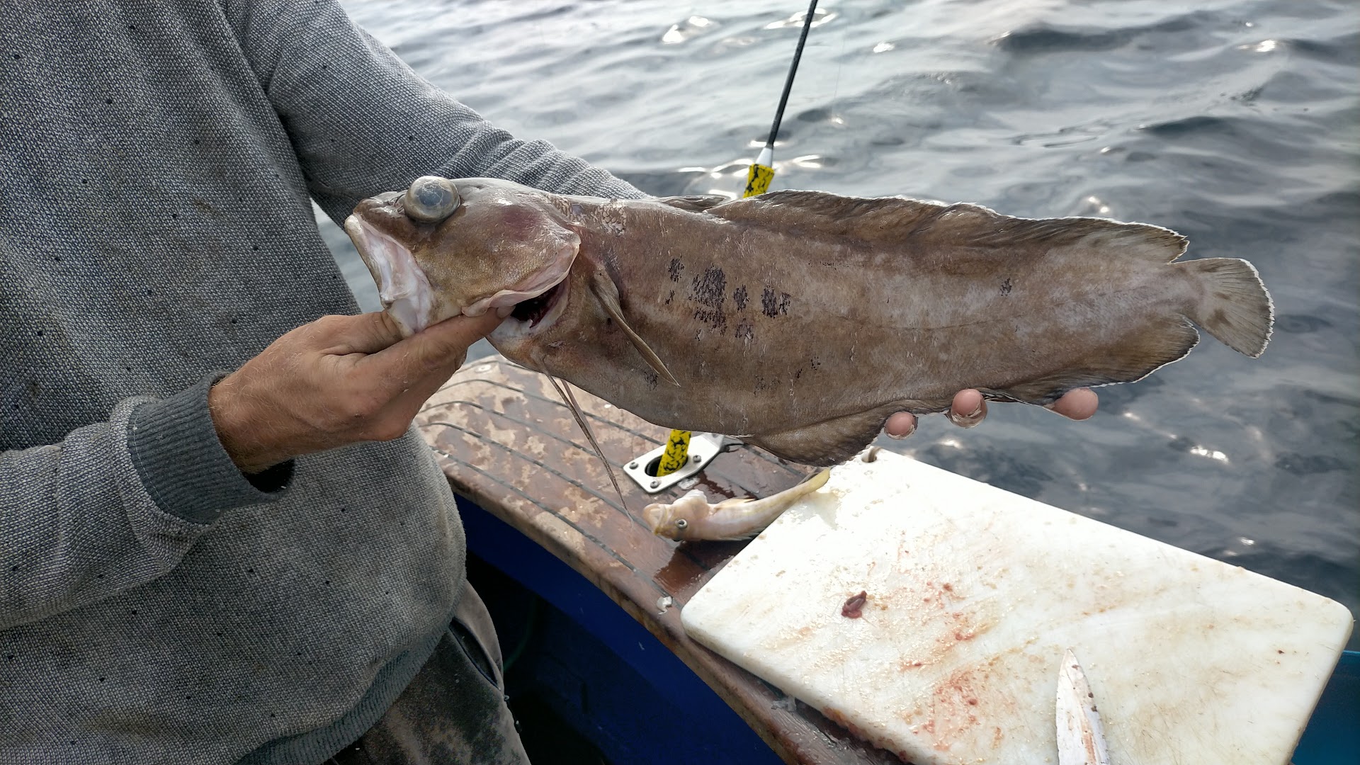 Fishing Charter in Costa Teguise photo 4