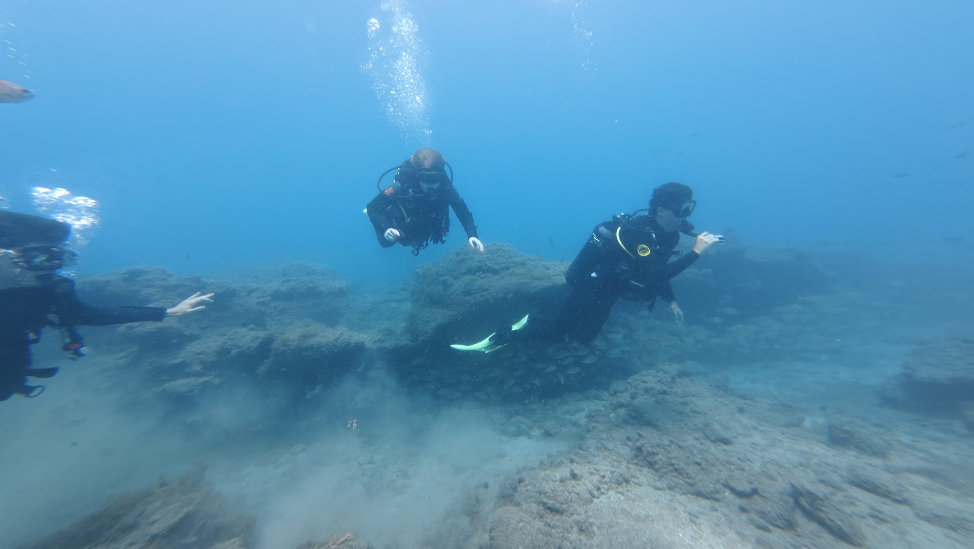 Angel Shark Diving