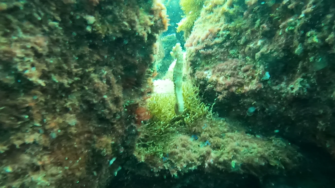 Apnea Academy West Europe