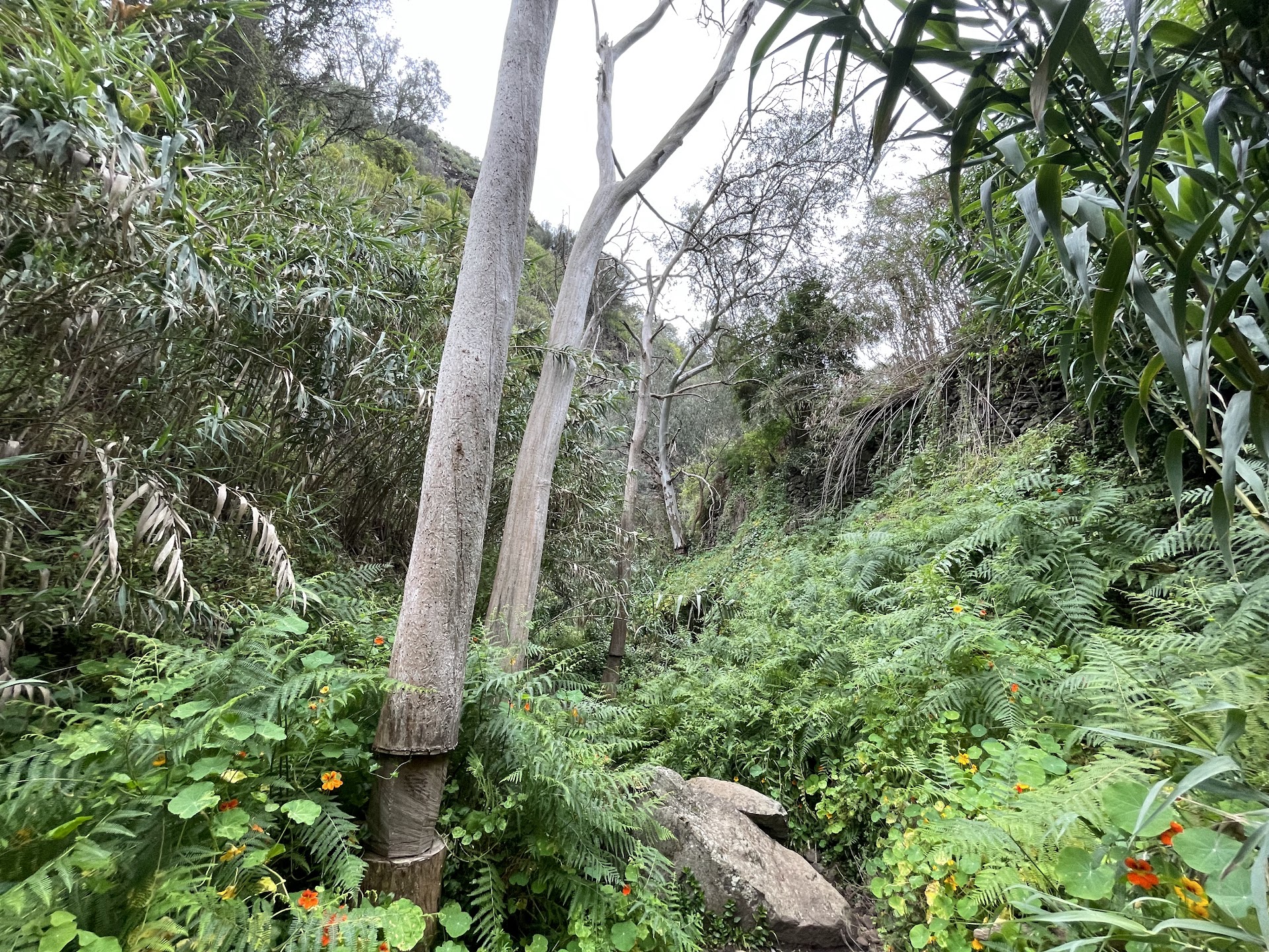 Sendero del Álamo