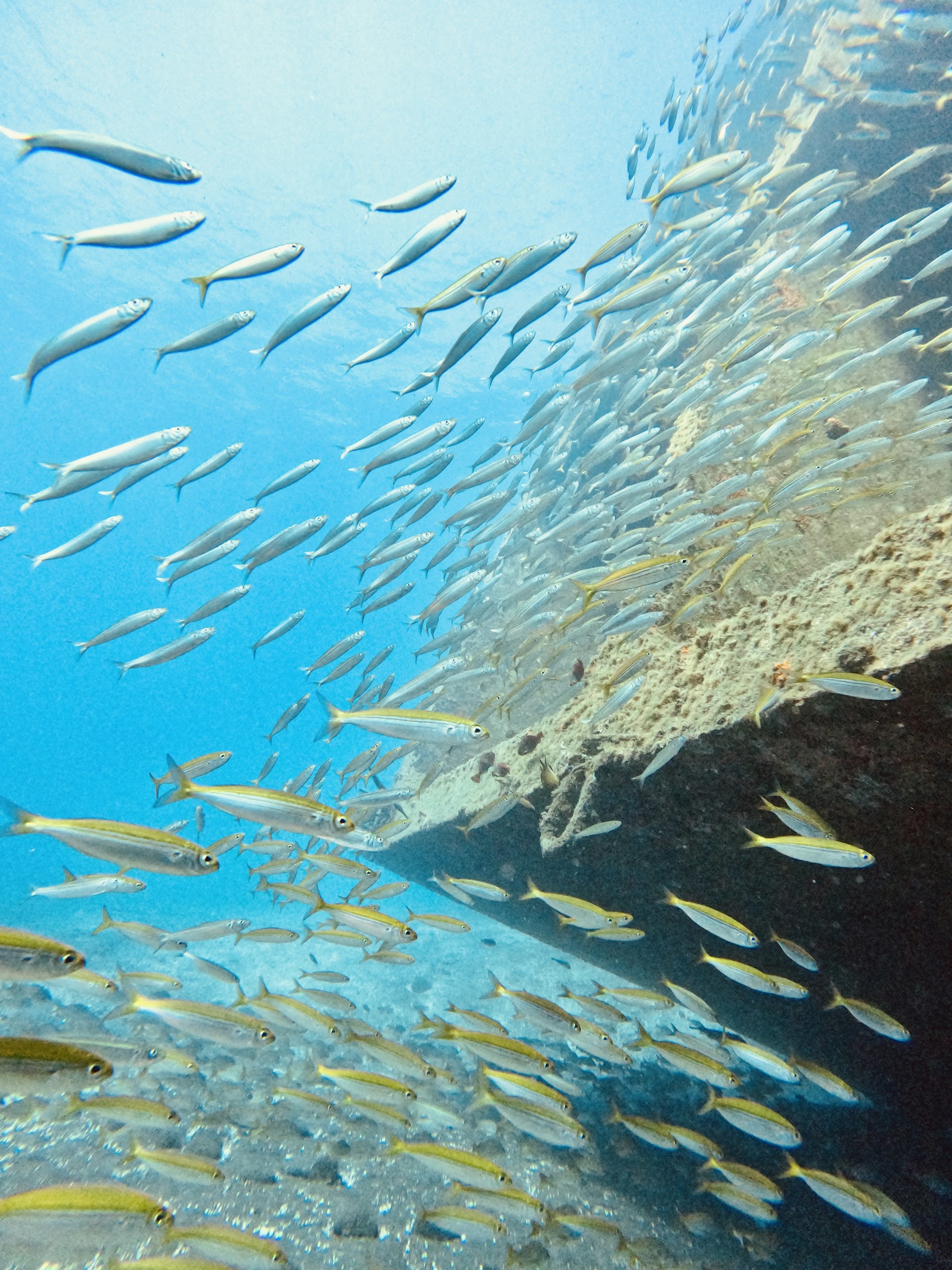 Snorkeling in Palma photo 4