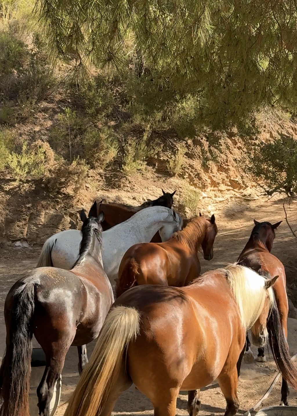Horseback Riding in Cala Vadella photo 1