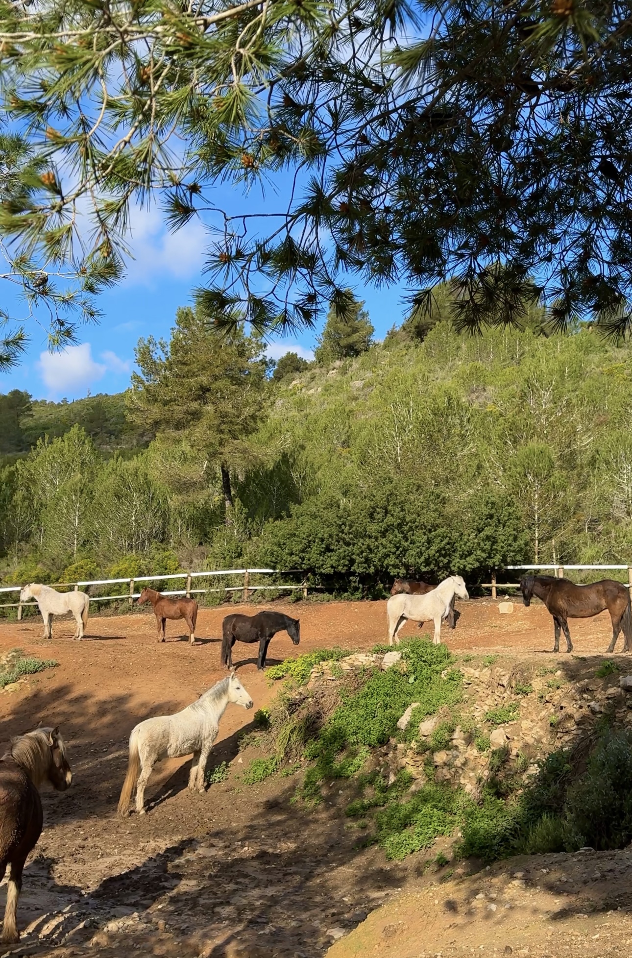 Horseback Riding in Cala Vadella photo 2