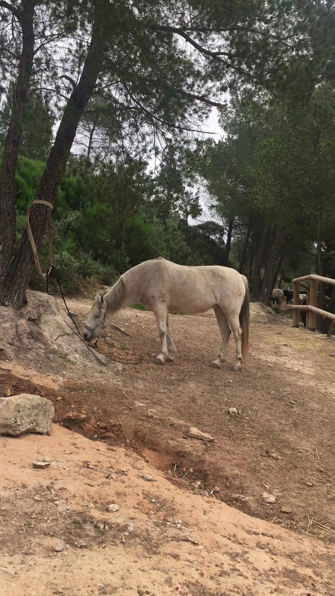 Horseback Riding in Cala Vadella photo 3