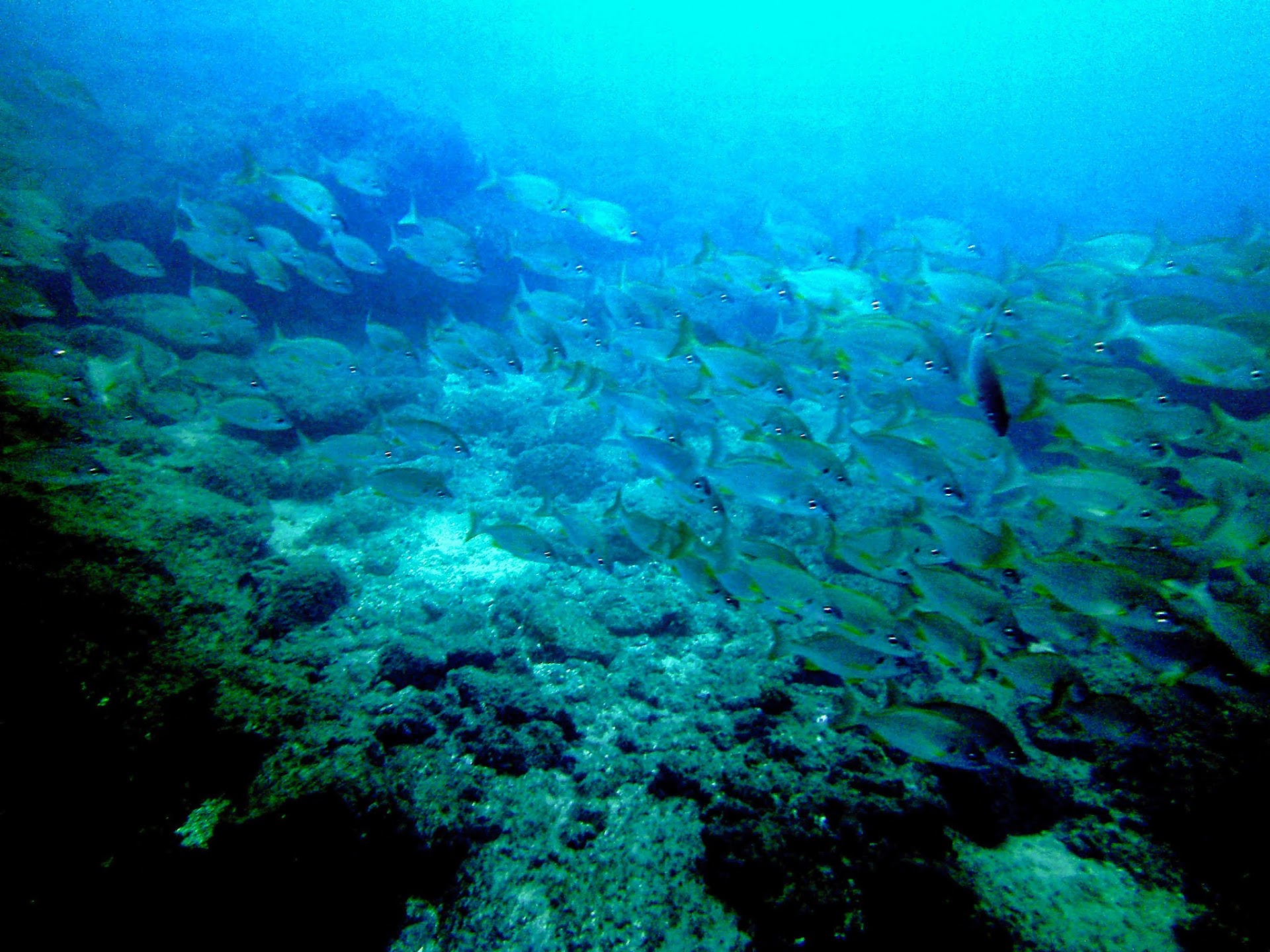 Snorkeling in Playa del Inglés photo 3