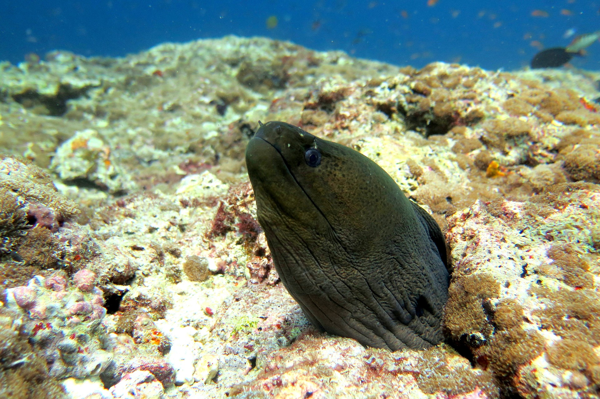 Snorkeling in Playa del Inglés photo 4