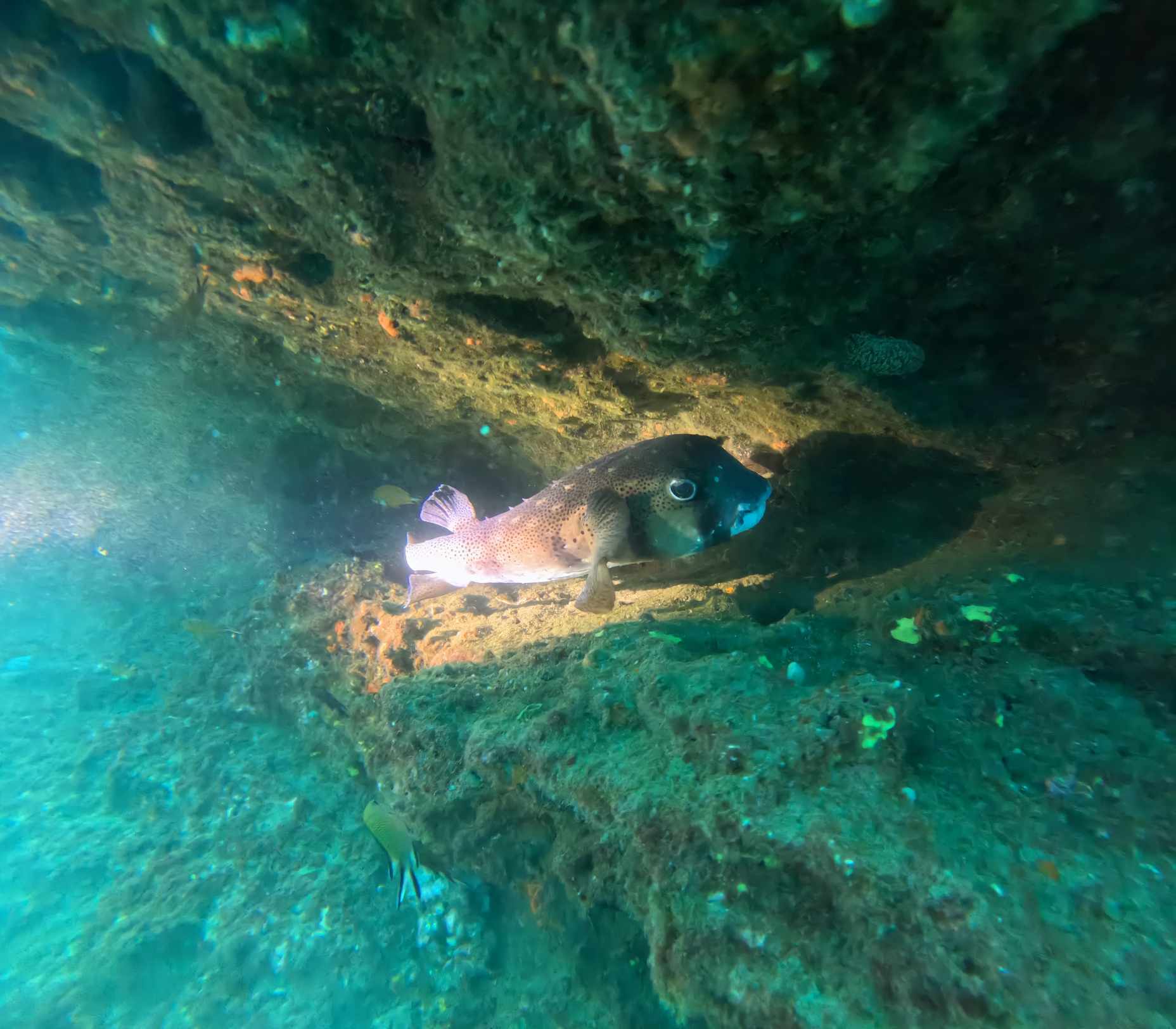 Snorkeling in Playa del Inglés photo 5