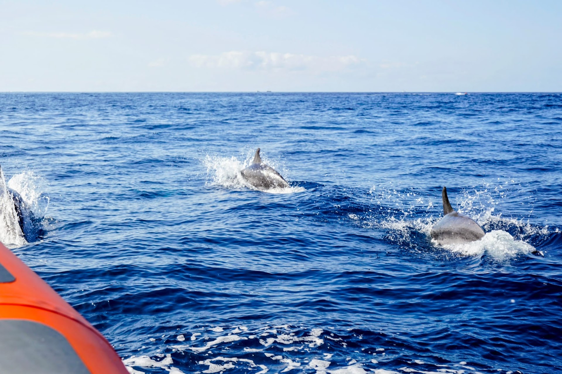 Dolphin Watching in San José photo 2