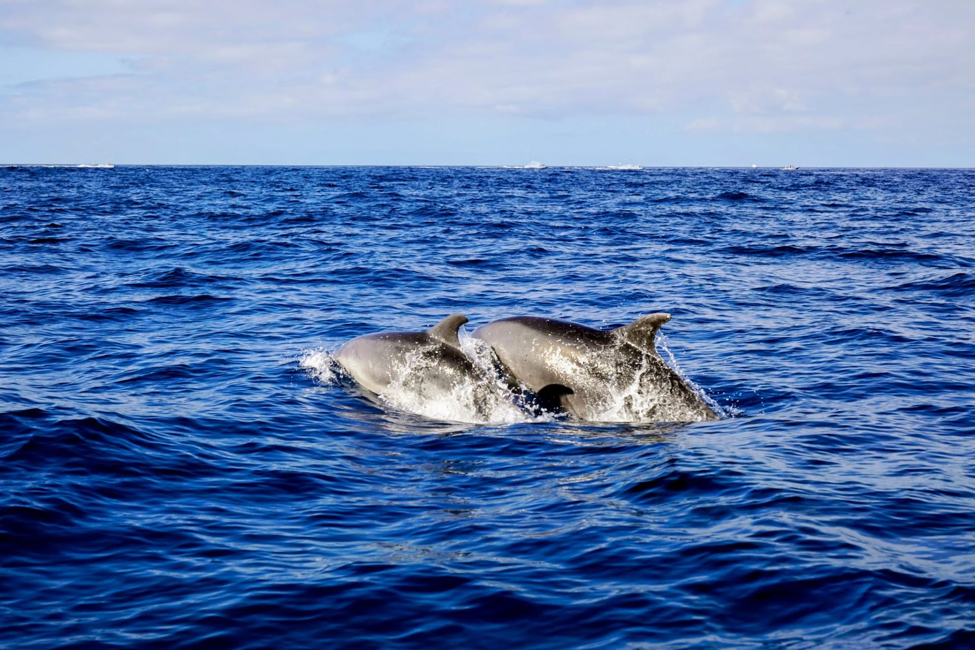 Dolphin Watching in San José photo 3