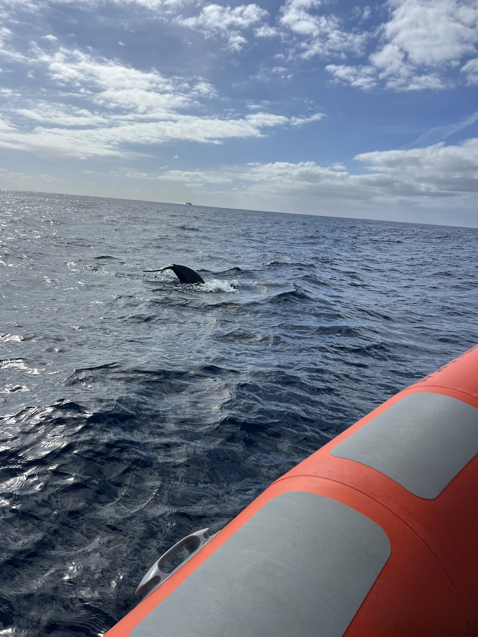 Dolphin Watching in San José photo 4