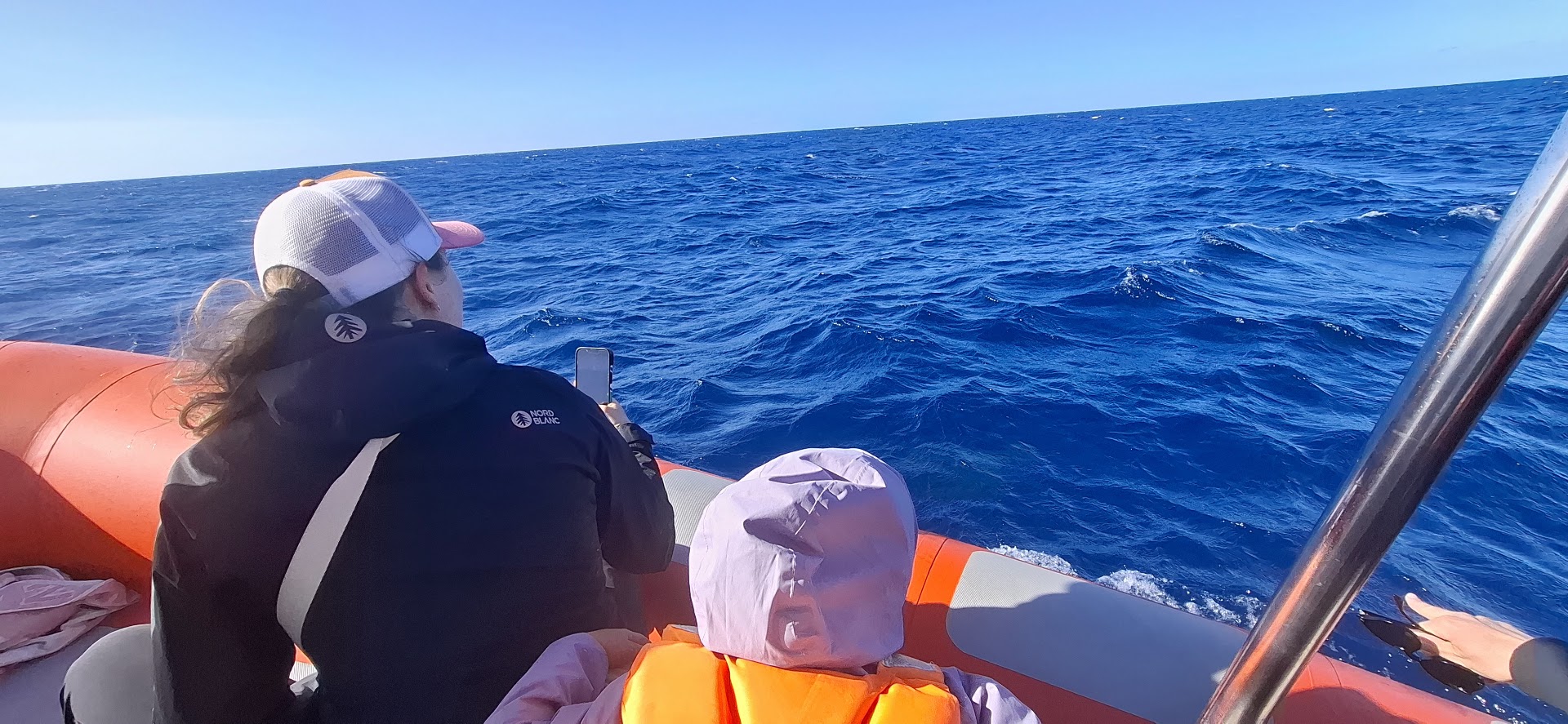Dolphin Watching in San José photo 5