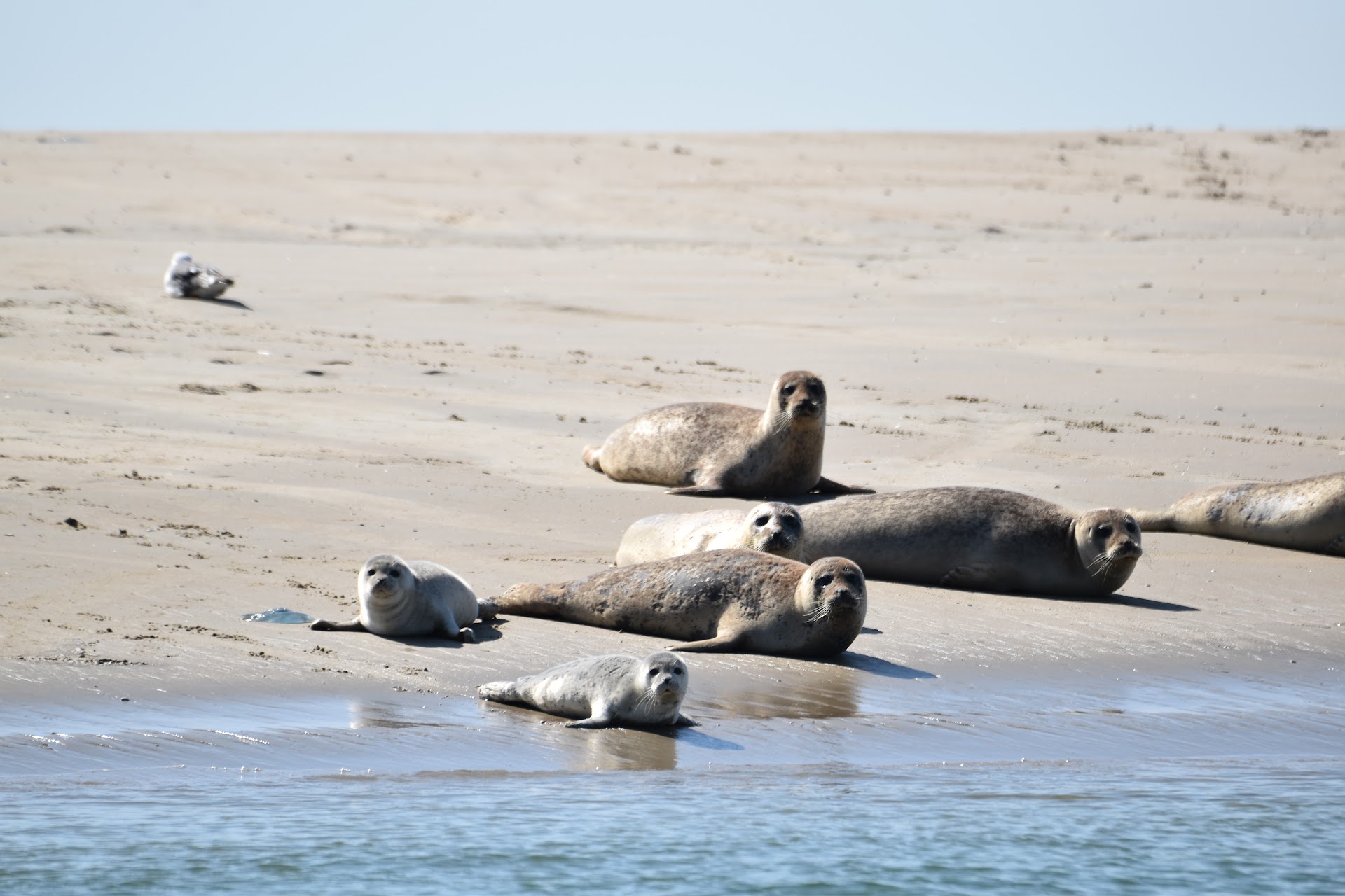 Yacht Charter in West-Terschelling photo 2