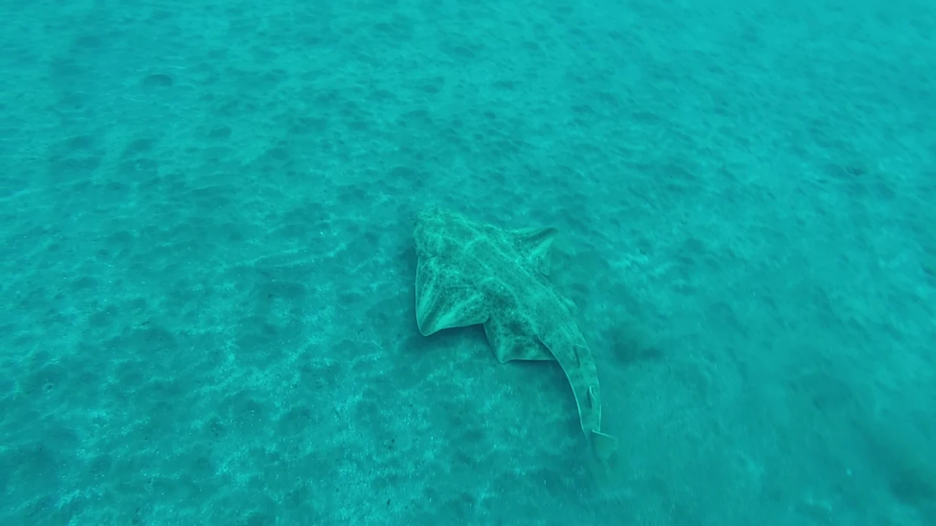 Blue Bottom Diving