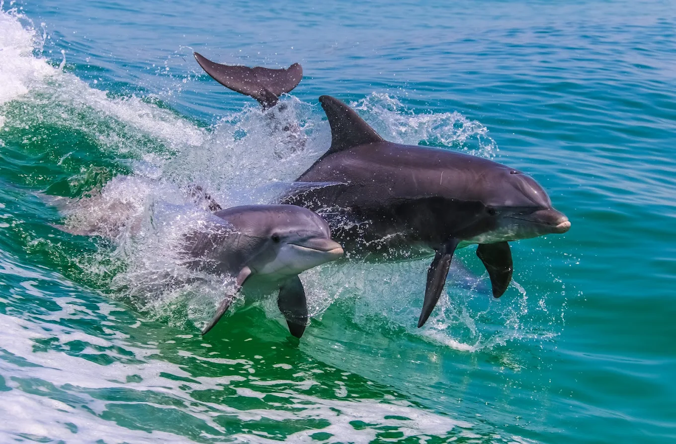 Dolphin Watching in La Orotava photo 2