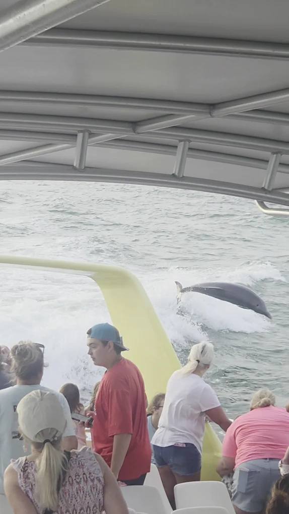 Dolphin Watching in La Orotava photo 3