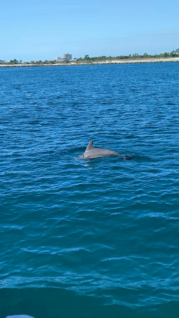 Dolphin Watching in La Orotava photo 4