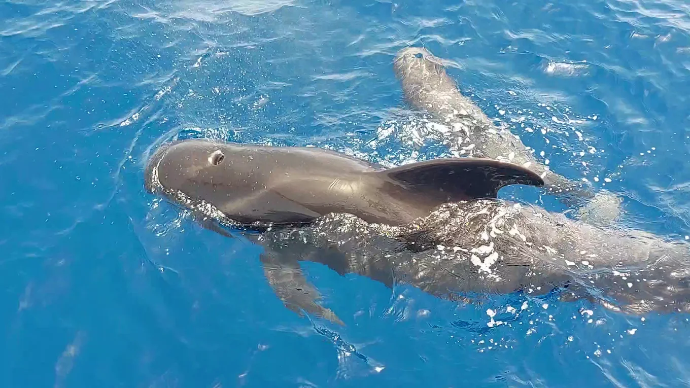 Dolphin Watching in El Médano photo 2
