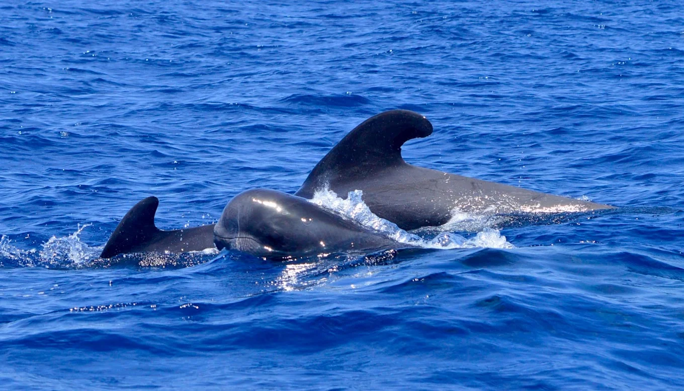 Dolphin Watching in El Médano photo 4