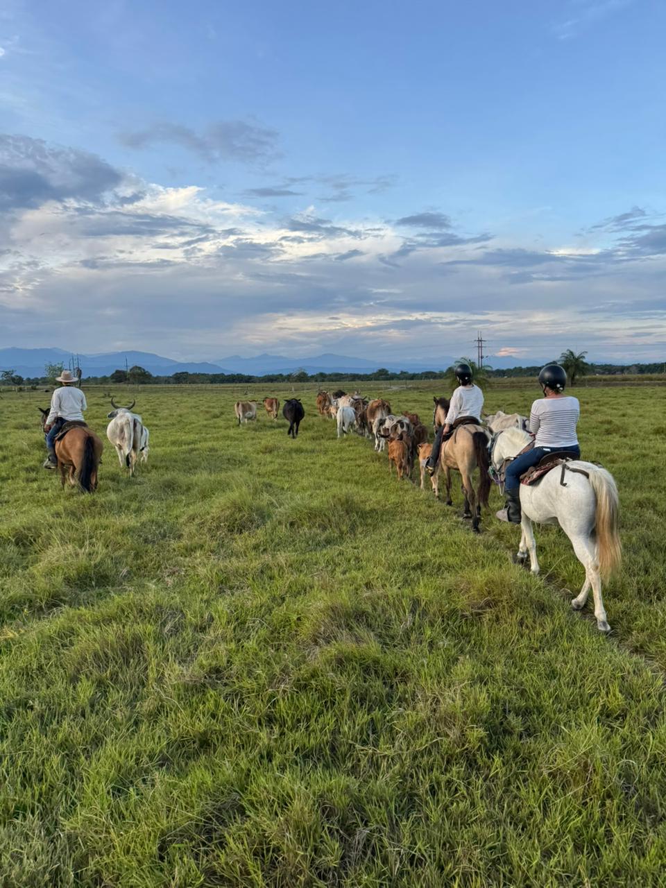 Wild Llanos Tours & Safaris