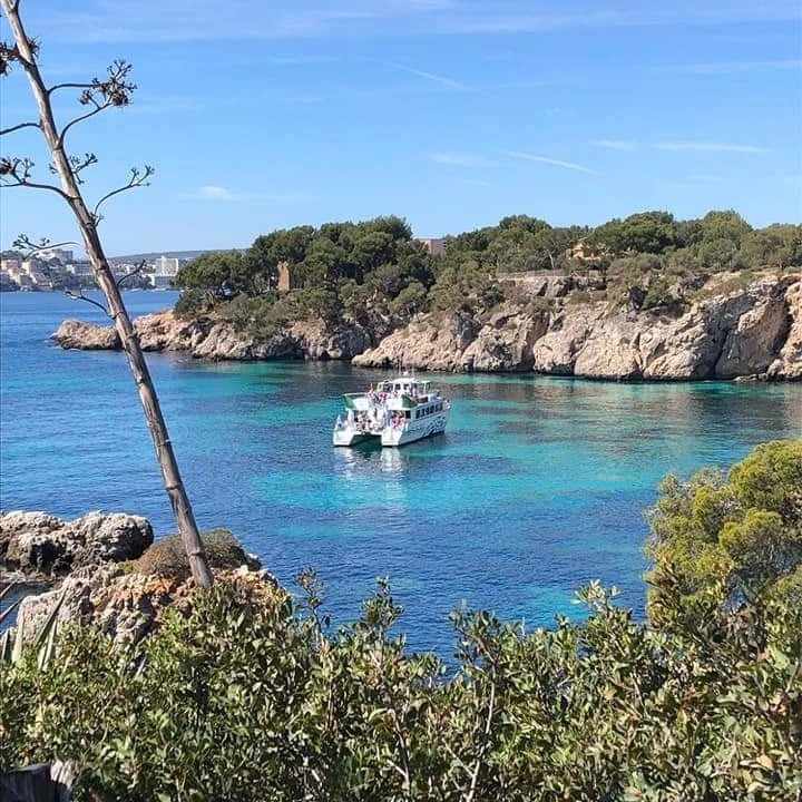 Dolphin Watching in Magaluf photo 2