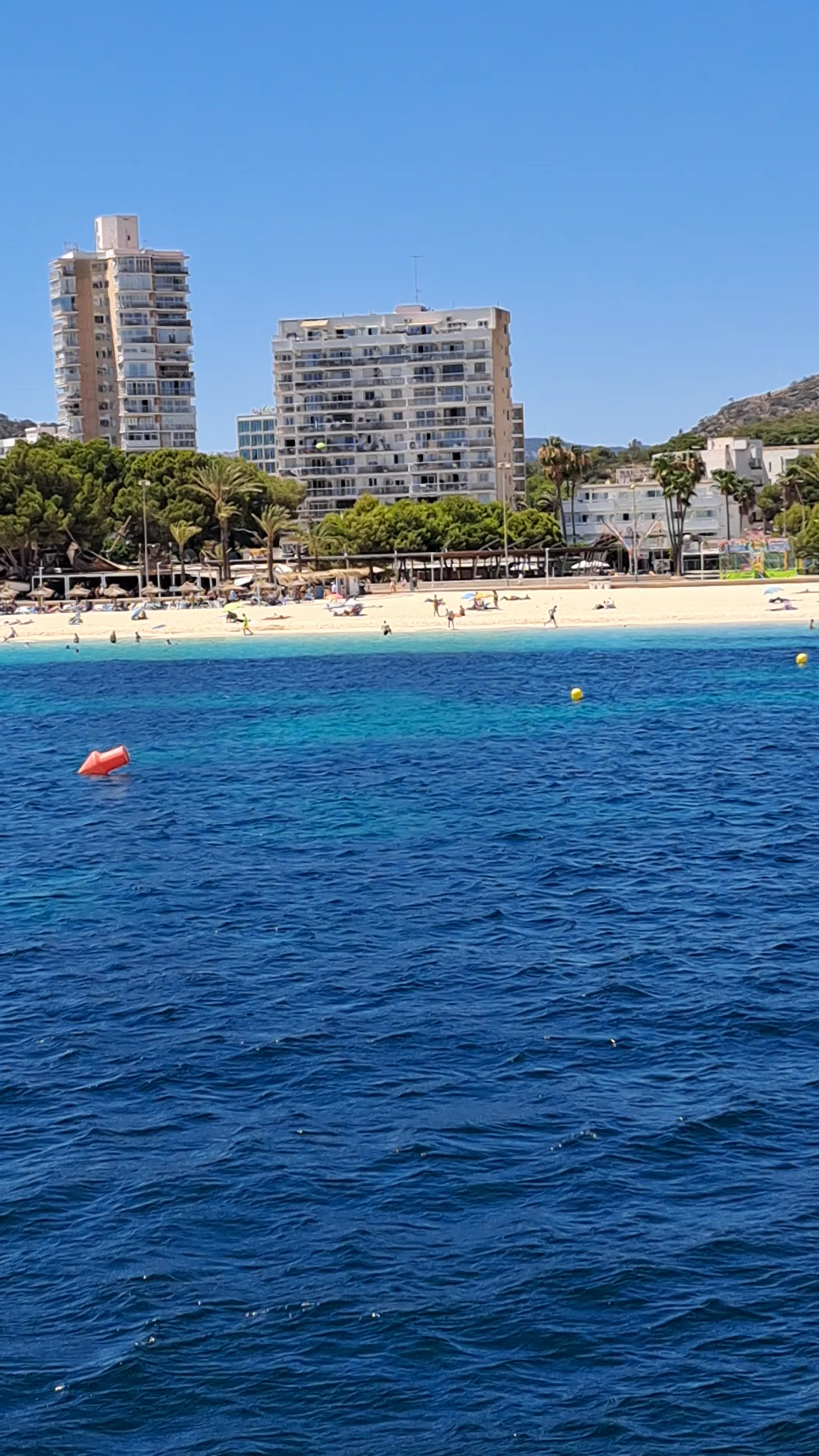 Dolphin Watching in Magaluf photo 3