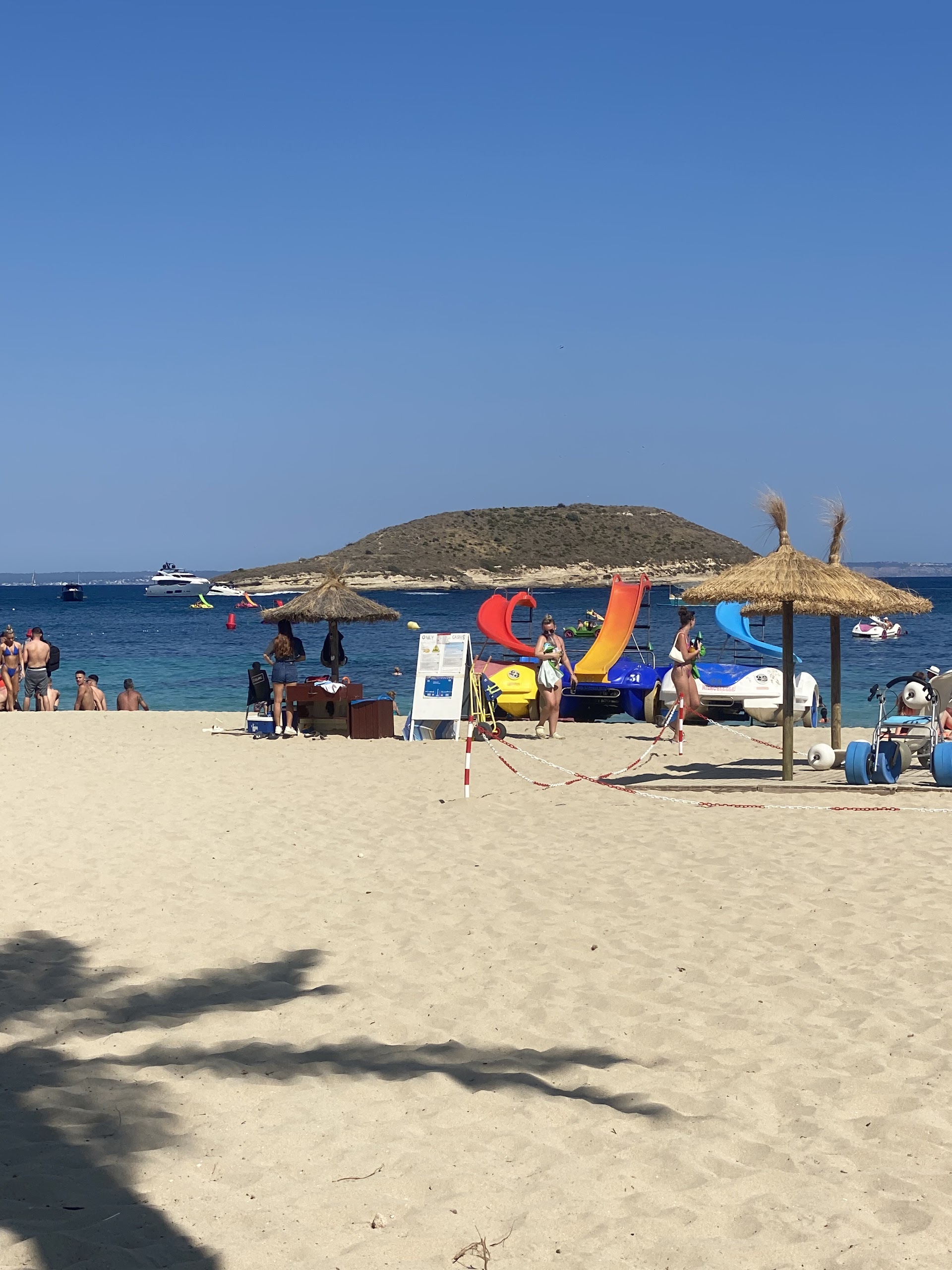 Dolphin Watching in Magaluf photo 4