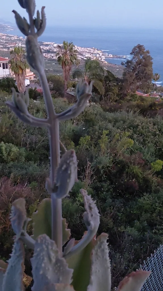 Finca Soluna Tenerife