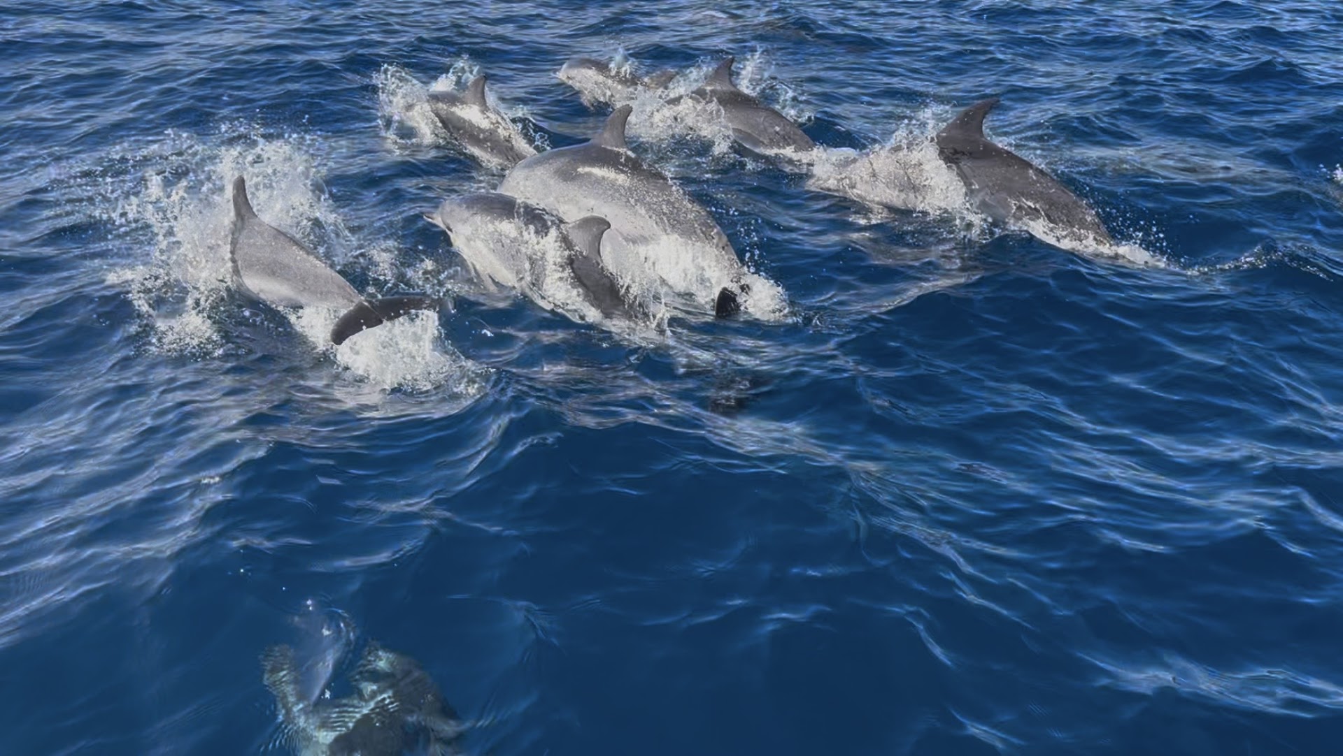 WeWhale Gran Canaria
