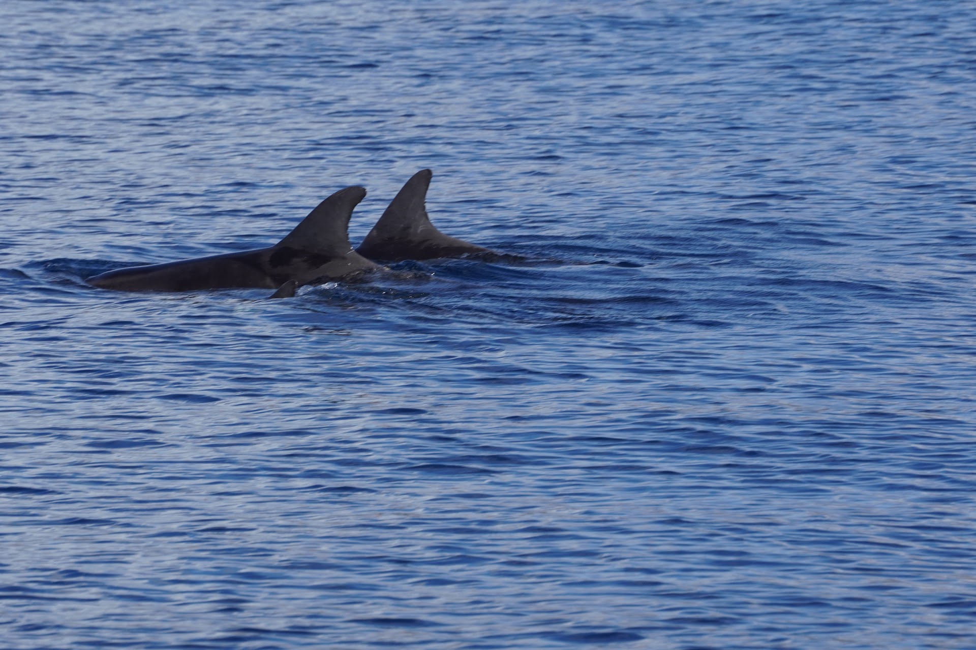 Whale Watching Gáldar photo 5
