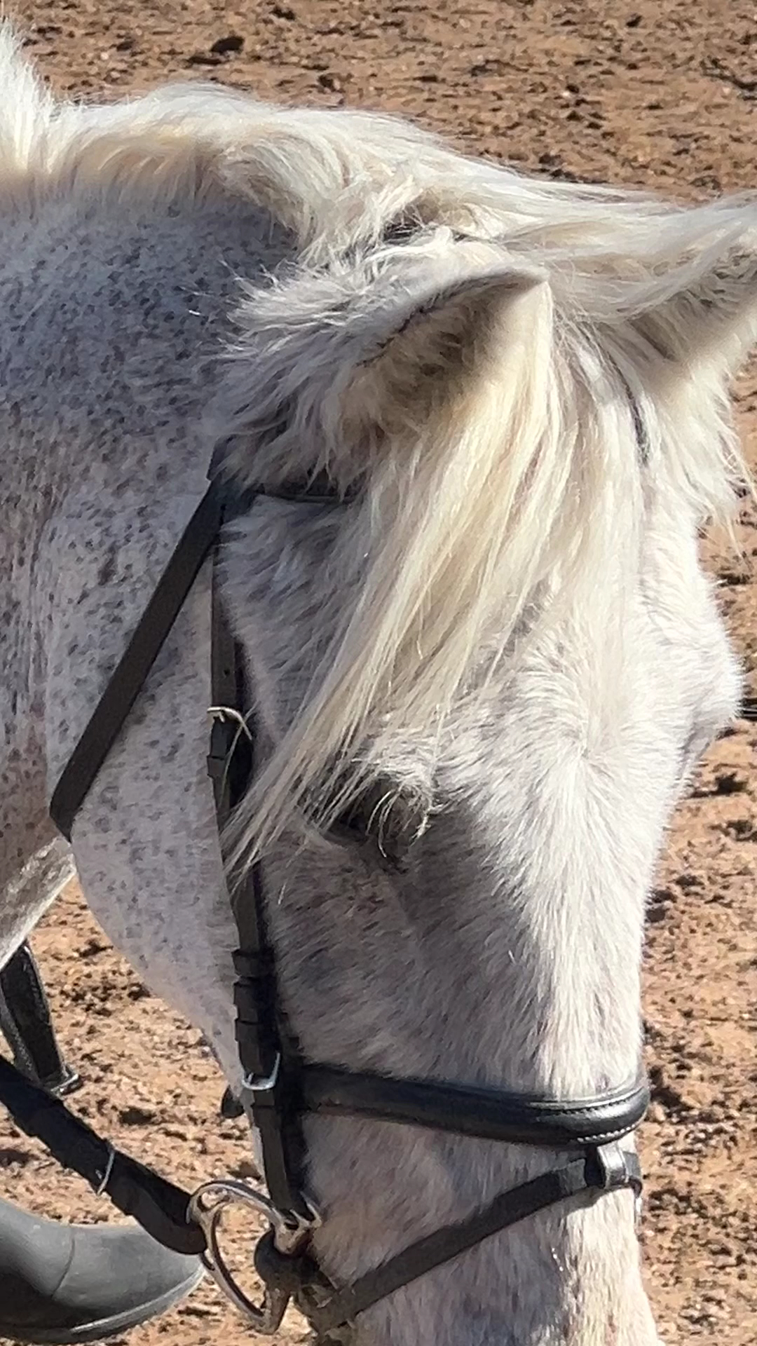 Horseback Riding in Magaluf photo 1