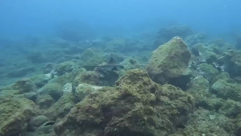 Diving CC photo 3