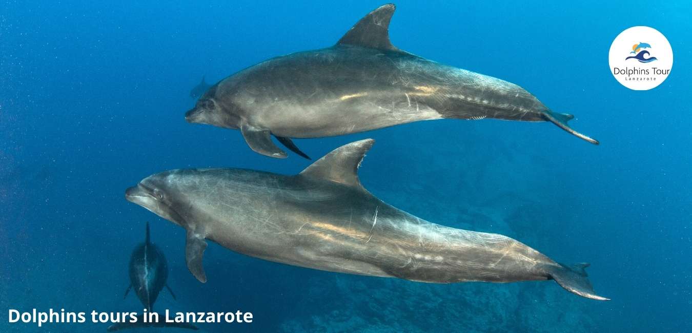 Dolphin tours Lanzarote