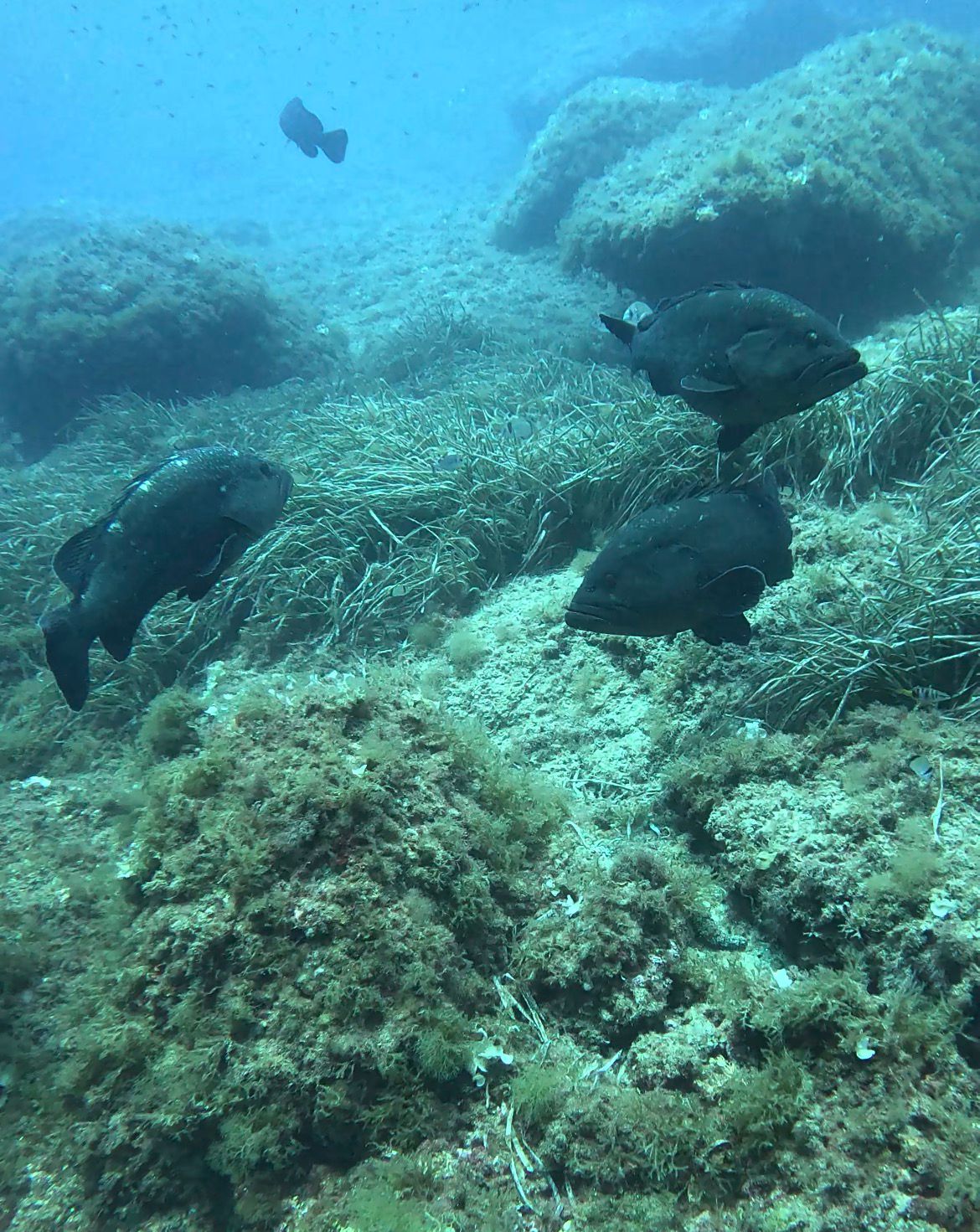 Scuba Courses in Pollença photo 2