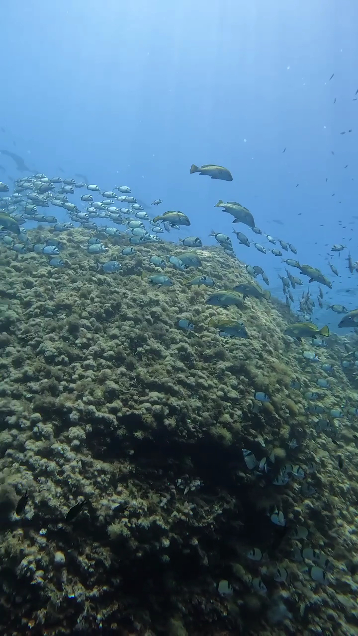 Scuba Courses in Pollença photo 4