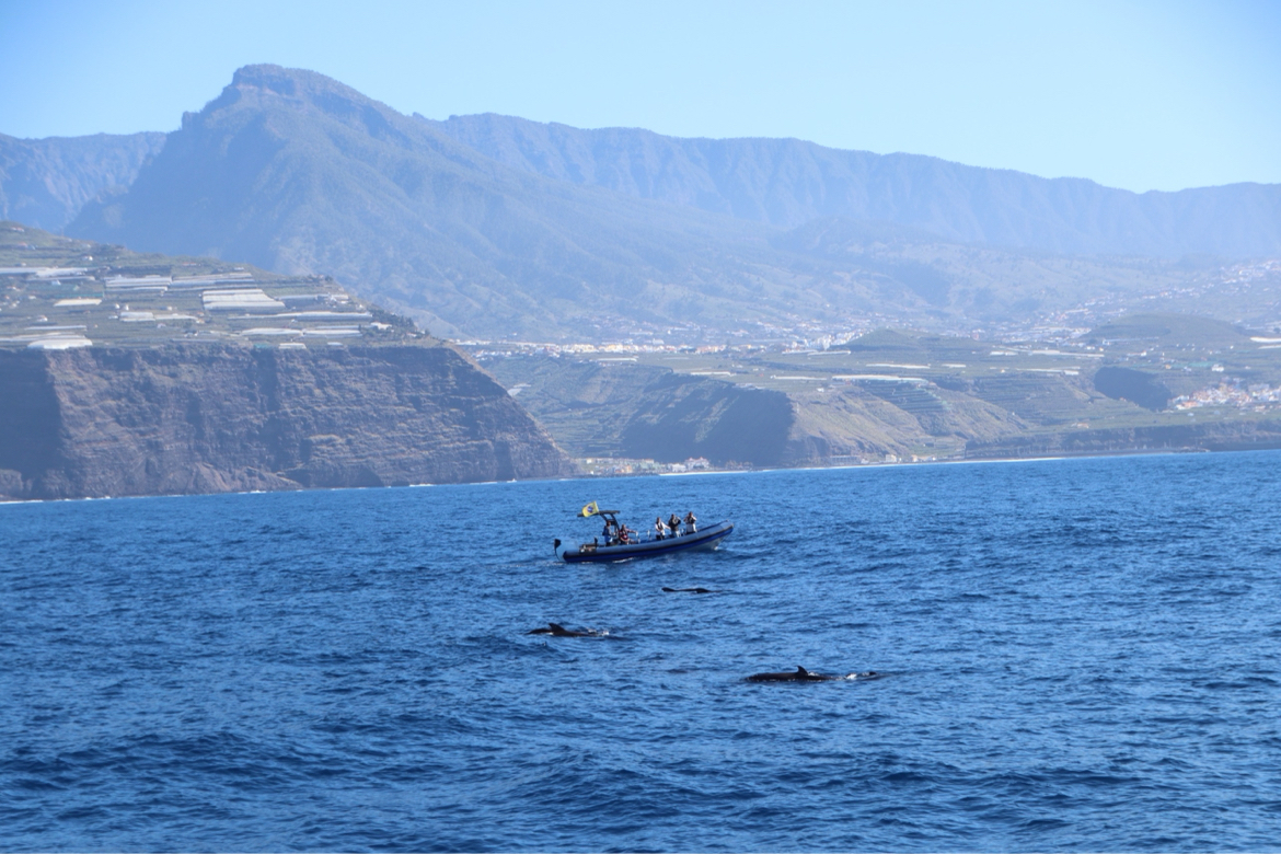 Dolphin Watching in Fuencaliente photo 4