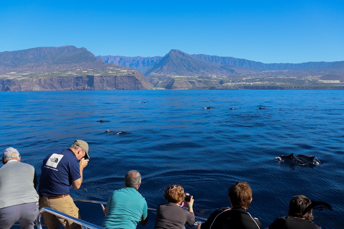 Dolphin Watching in Fuencaliente photo 5