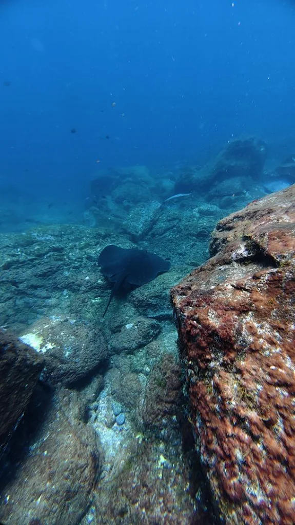 Scuba Courses in Costa Adeje photo 2