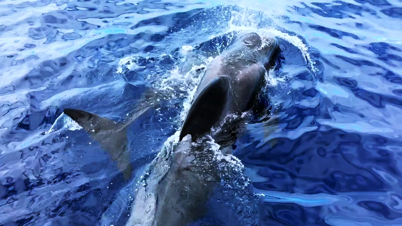 Whale Watch Tenerife