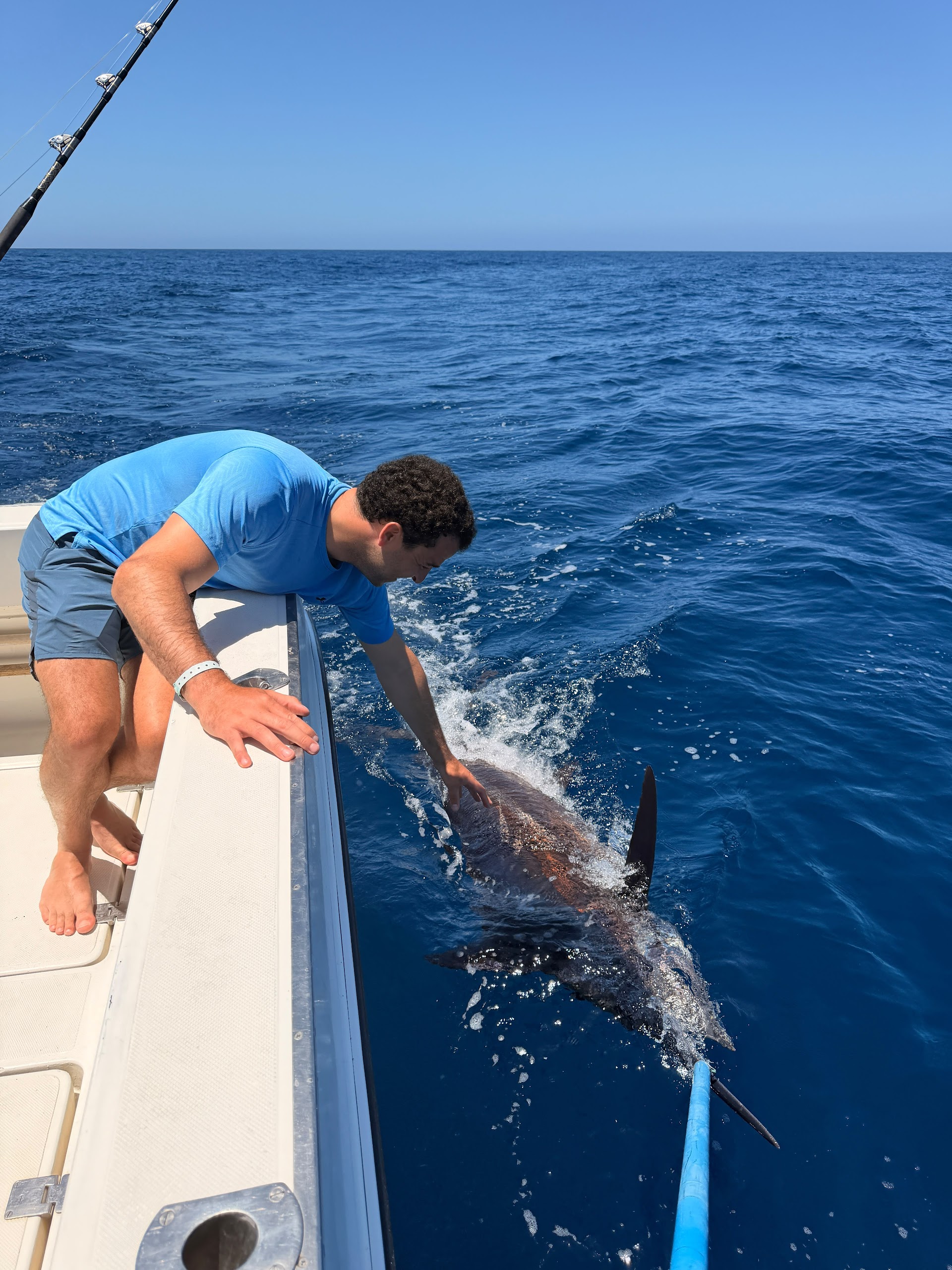 White Marlin