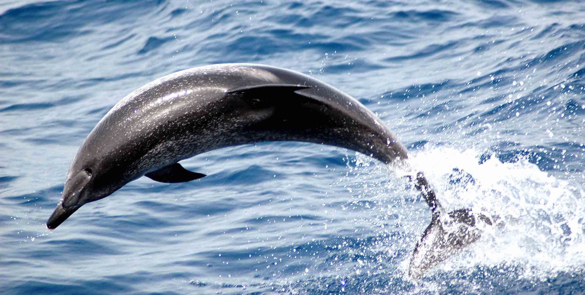 Dolphin Watching in Agaete photo 4