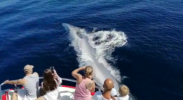 Dolphin Watching in Agaete photo 5