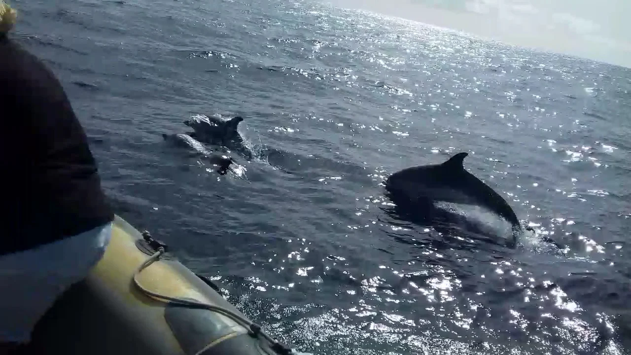Dolphin & Whale Watching Cruise, Drinks & Swim - Morro Jable